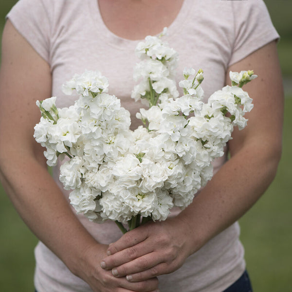 Stock Flower Stem White