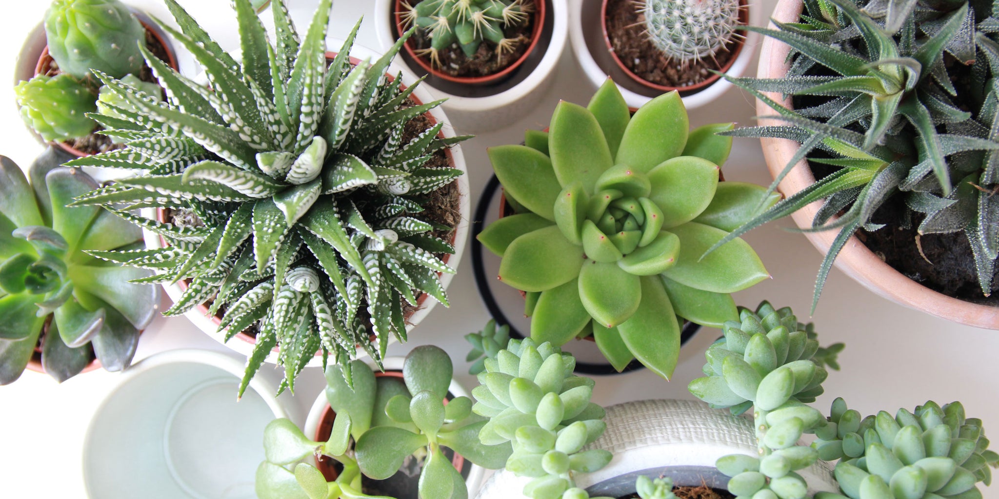 5 Galentine's Day Gift Ideas for 2021 (For Galentine's Near or Far) Plant Babies | Patio Essentials
