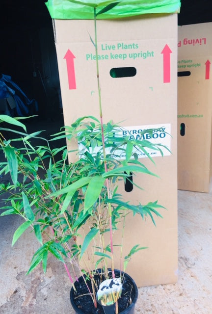 How to Safely Pack and Ship Plants