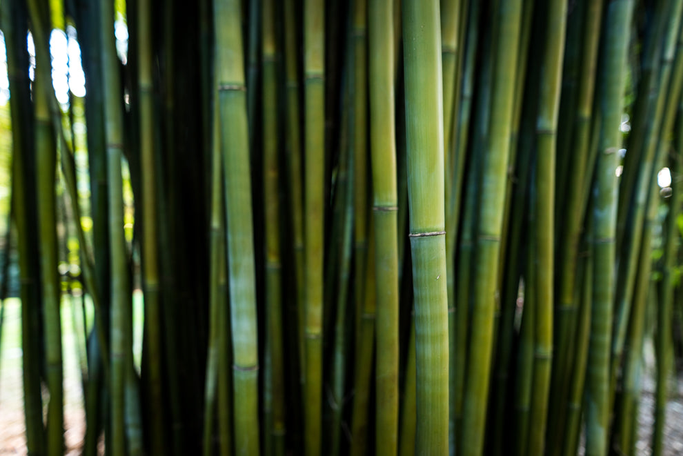 Monastery Ornamental Bamboo (Thyrostachys Siamensis) — ByronBayBamboo