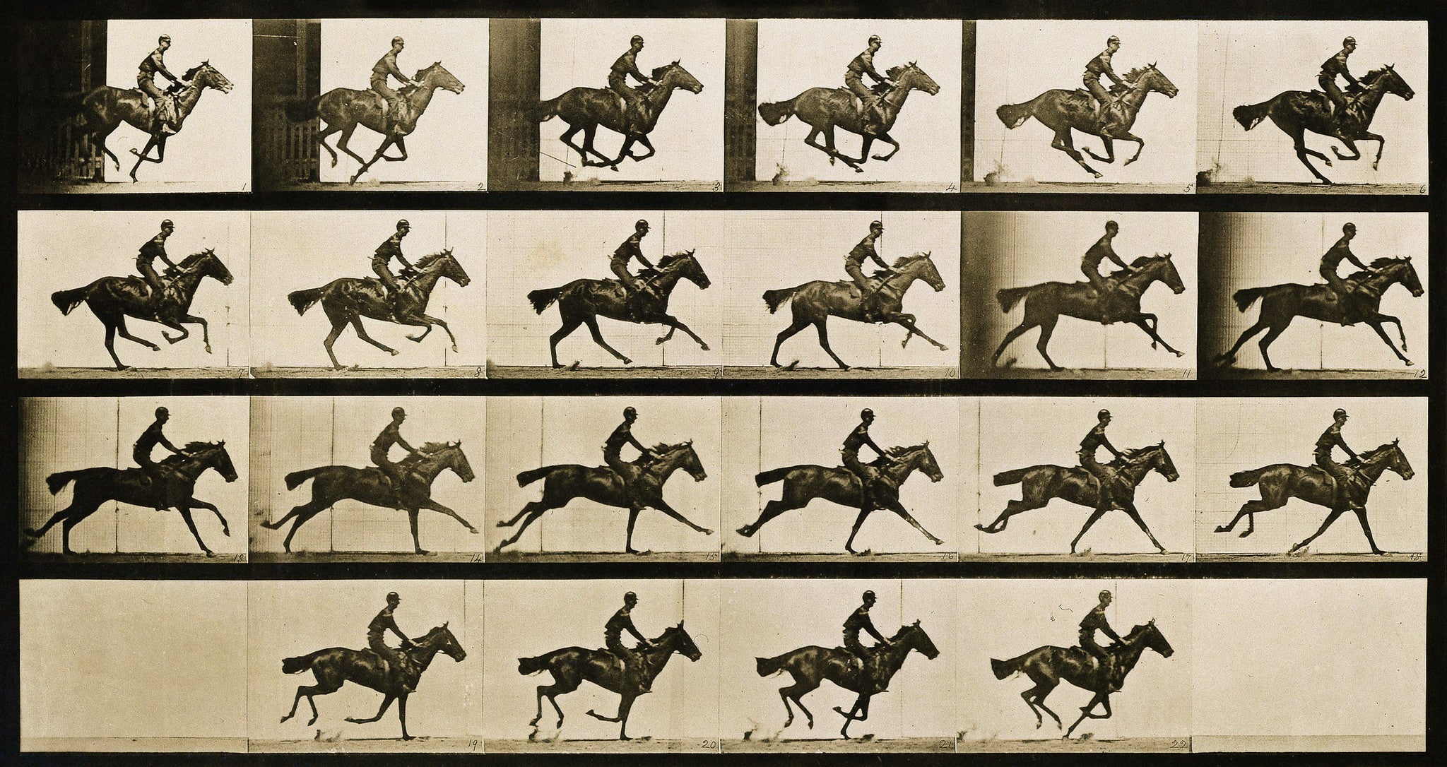 Фазы движения. Лошадь в движении, Эдвард мейбридж, 1878. Eadweard Muybridge animals in Motion. Раскадровка лошади. Фазы галопа.