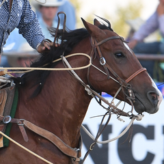 NRSworld Athlete Tyler Calhoun - Tie-Down Roper