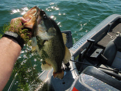 Cooch largemouth love native plants like the coontail seen here
