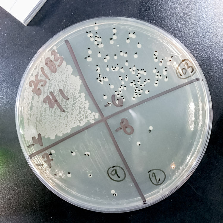 ZB Microbiology plate