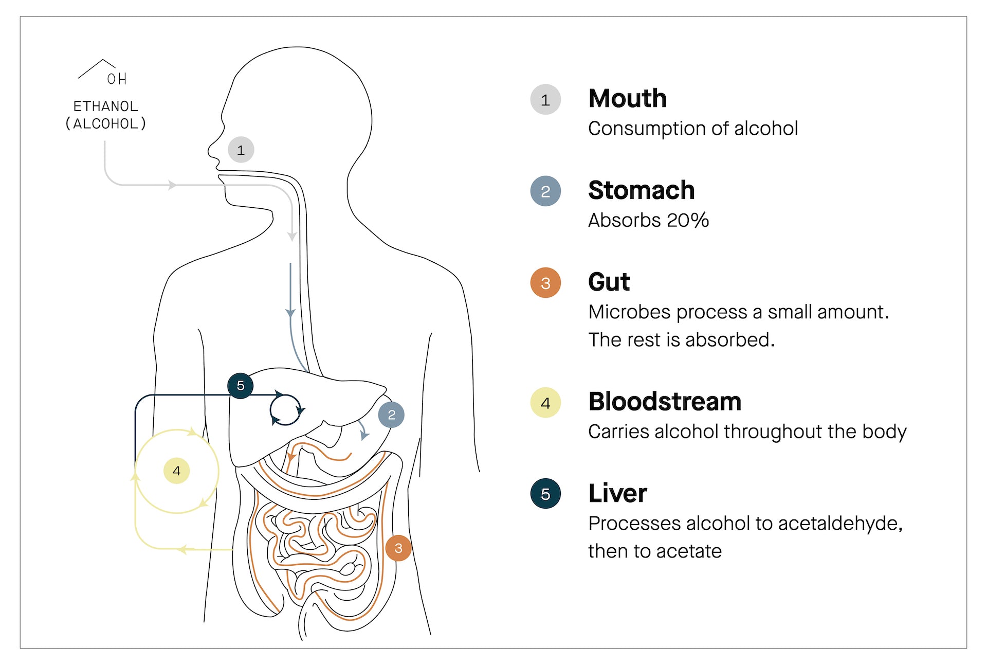 Illustration of how the human body process alcohol by mouth, stomach, gut, bloodstream, and liver