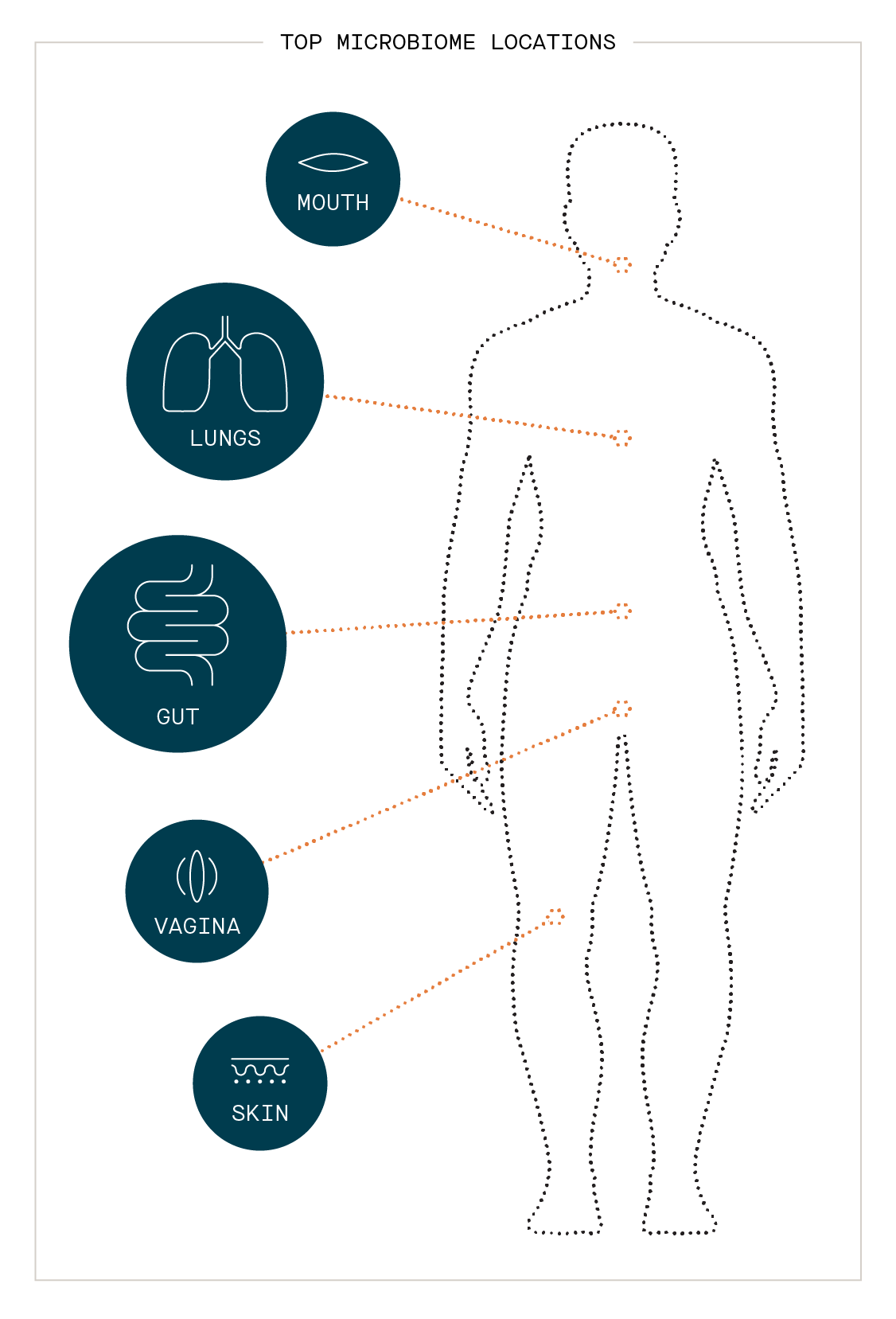 important human microbiomes mouth lungs gut vagina skin