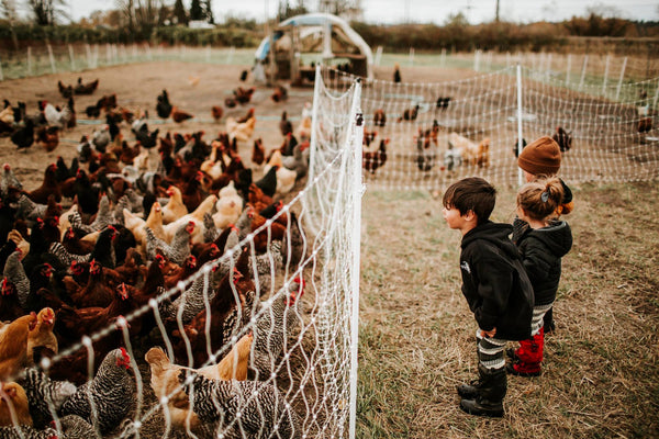 three kids looking at chickens