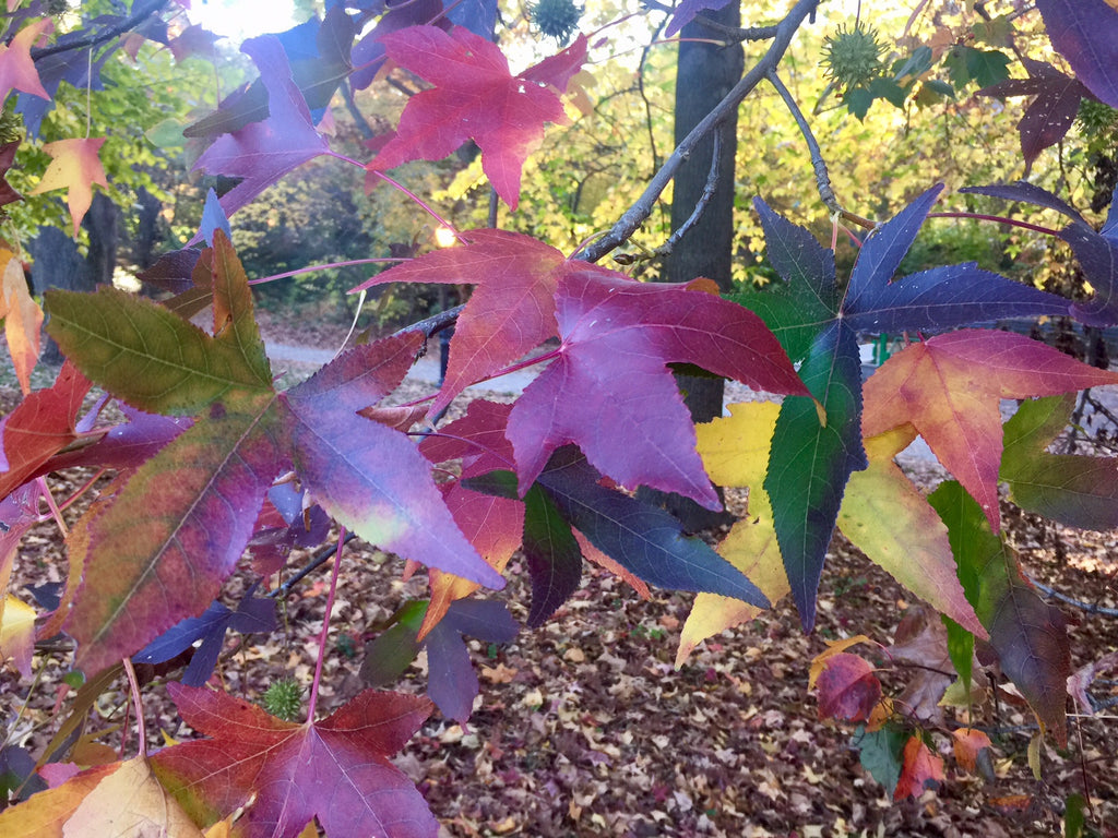 green and red leaves