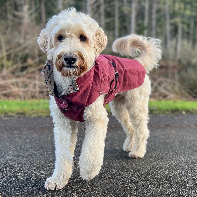 burgundy jacket dog