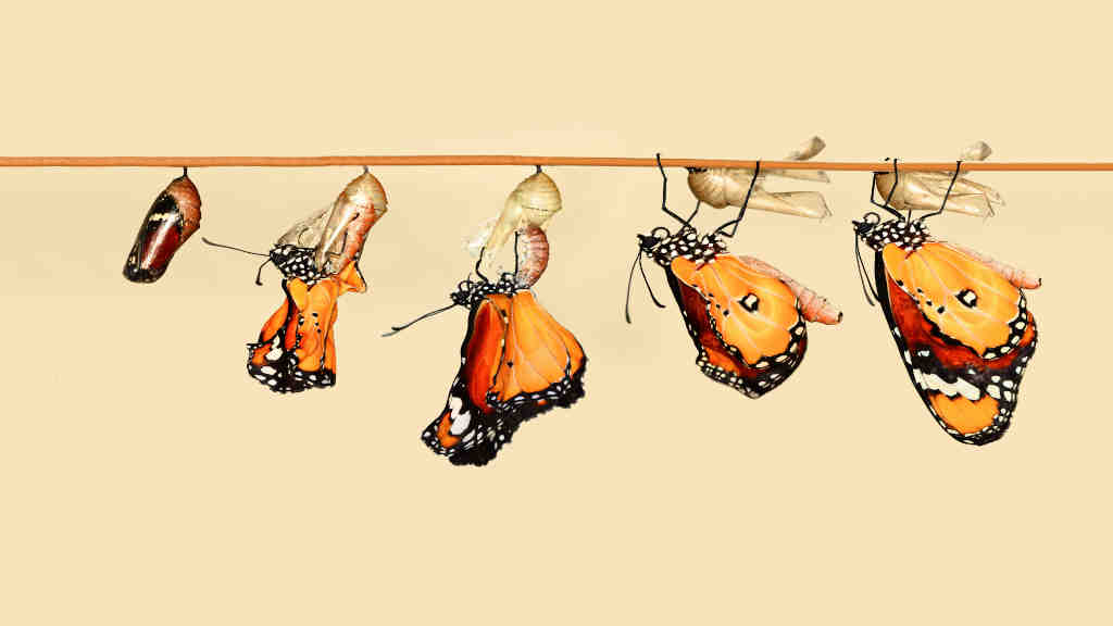 Evolutionary Poetry: EndlessPens Celebrates Writers, Part X - Insects Hanging In A Clothesline