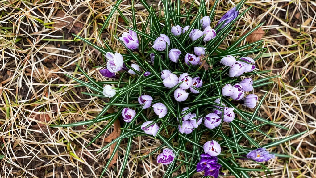 This Inflorescent Season - Flowers On The Ground