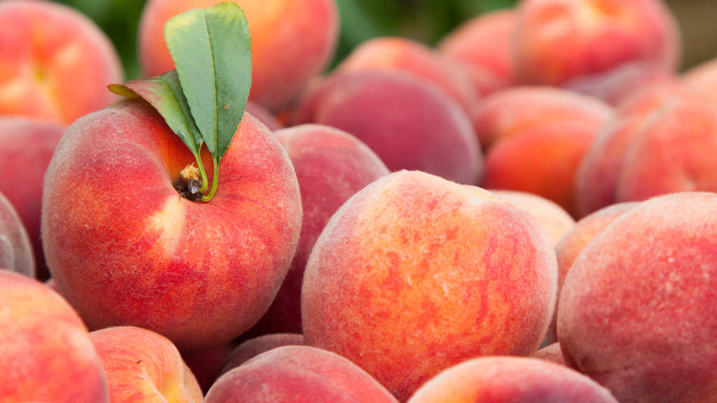Nurturing Tenderness with 2024's Color of the Year - Peach Fruit