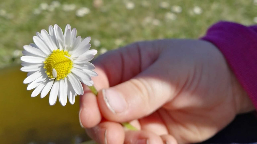 Embracing Kindness from Root to Fruit - A Hand Holding A Flower