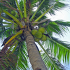 Coconut tree leaf