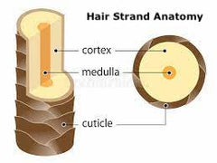 image of a hair strand anatomy