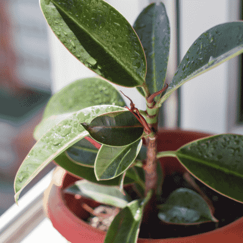 figuier elastica plante d'intérieur