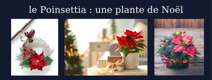 Poinsettia Plante de Noël