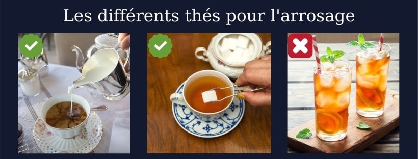 arrosage avec du thé