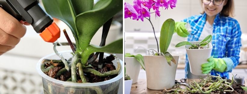 Brumisation orchidées