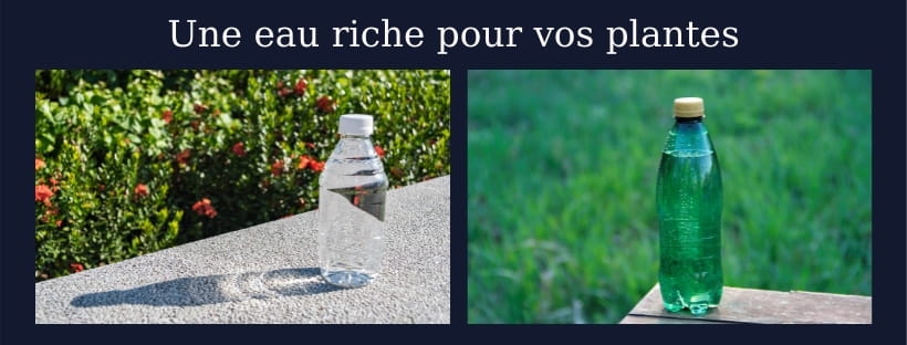 eau bouteille plante