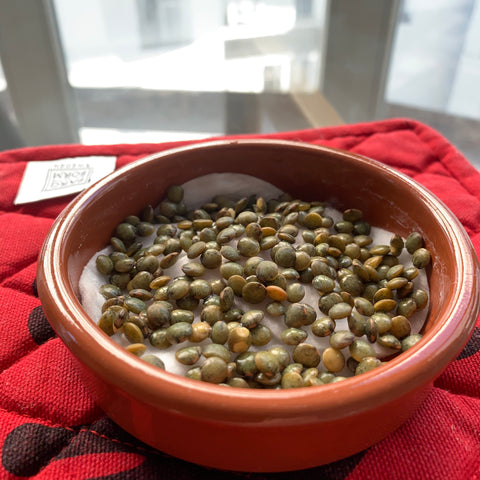 Germination des lentilles