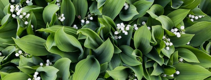 parterre de muguet