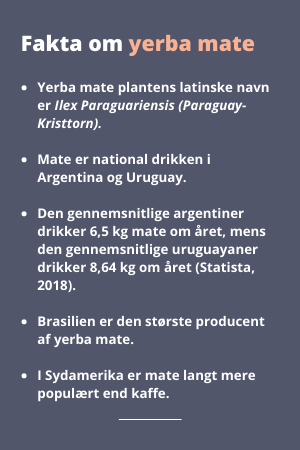 Fakta om yerba mate