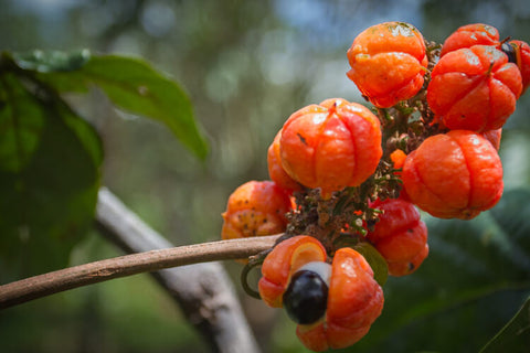De karaktäristiska röda guarana-bären och bruna frön.