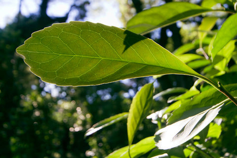 Yerba mate planten vokser på plantager i Sydamerika. 