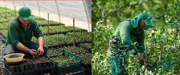 Yerba mate plantage i Parana, Brasilien