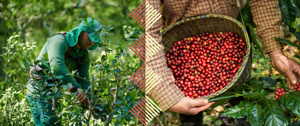 Yerba mate plantage och kaffe plantage