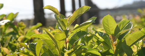 Yerba mate plantage i Sydamerika