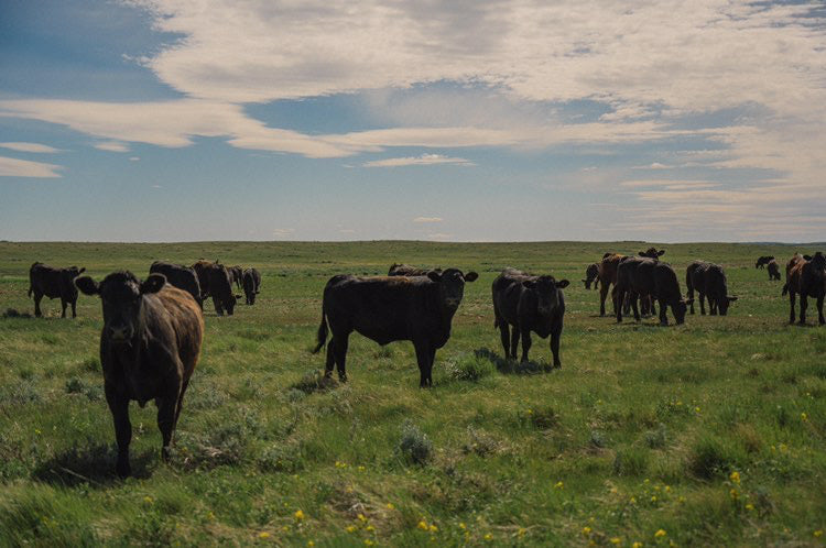 Photo by Little Jack Films taken in Saskatchewan