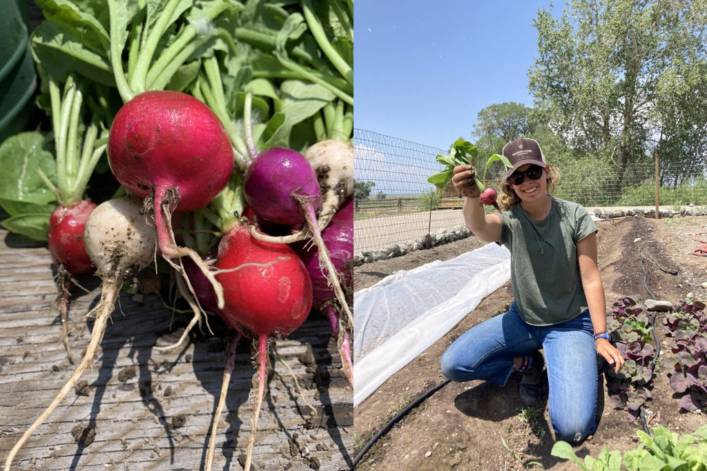 Easter egg radish harvest. Photos courtesy Abby Gustke.