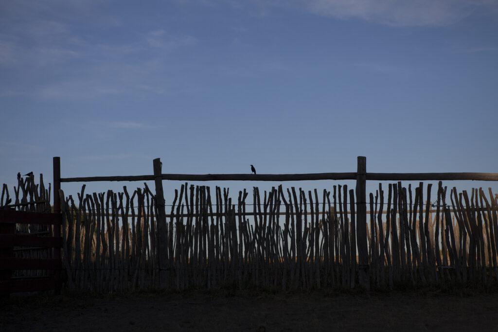 Lone bird sits atop the round pen corral at headquarters. Photo by Anna Elledge.