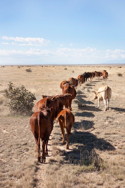 A view from the “drag” at the back of a group of trailing cattle. Photo by Lucy Ellis.