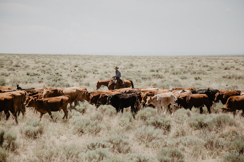 Sickel working along the side of a group of cattle at the Chico Basin Ranch. Photo by Avery Clark.