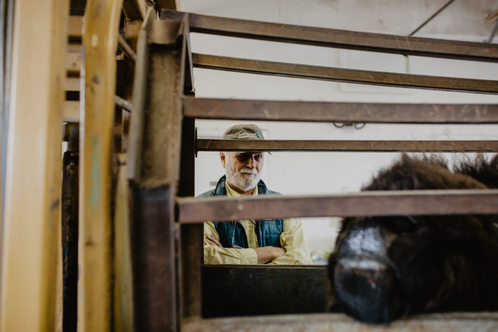 Pague looks on as a bison waits in the race to enter the squeeze.