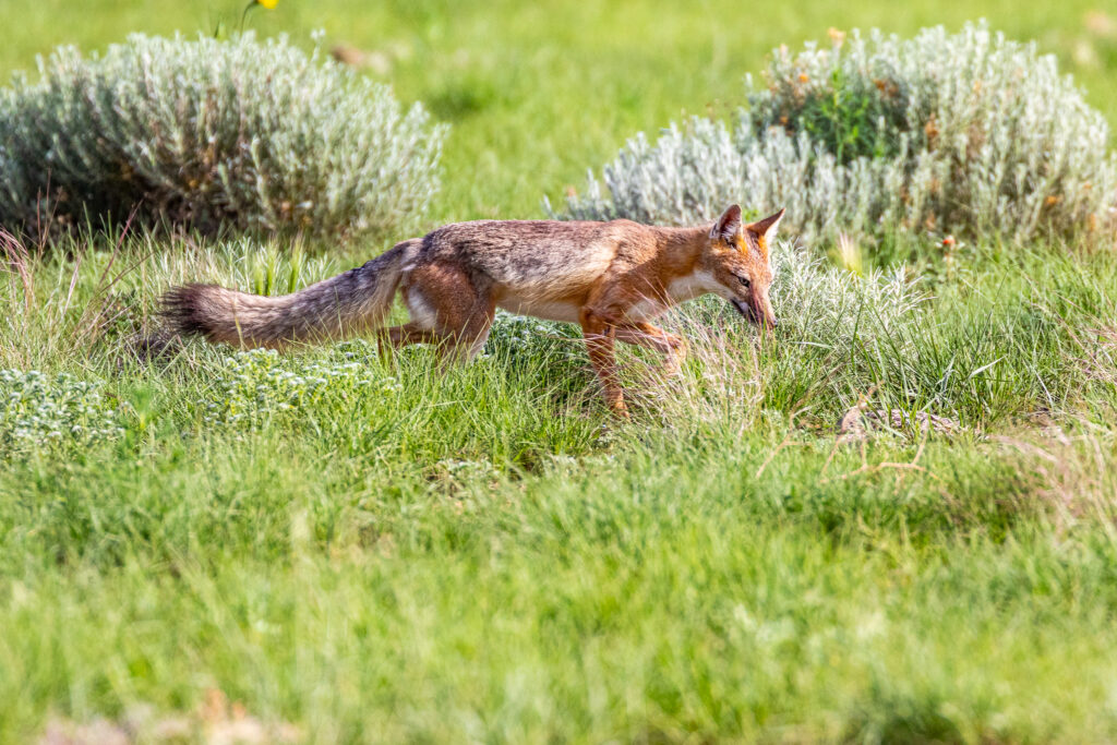 Vixen hunting near the Long Tailings II site. Photo by Shane Morrison.