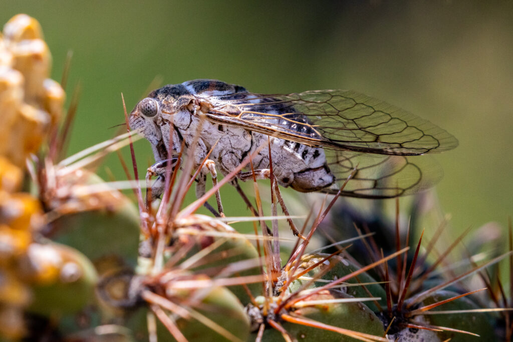 The Common Cactus Dodger is a cicada endemic to the cholla cactus short-grass prairie ecosystem. Photo by Shane Morrison.