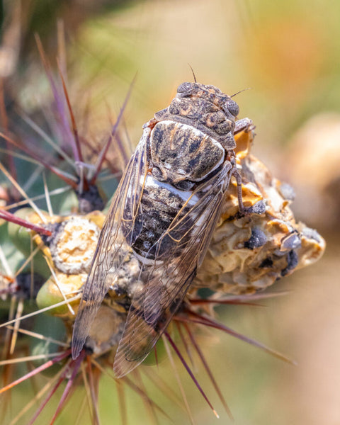 A Common Cactus Dodger cicada clings to a cholla cactus branch. Photo by Shane Morrison.