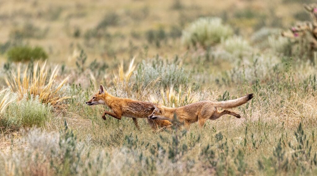 A swift fox vixen and her kit crossing the prairie at Ranchlands Chico Basin Ranch. Photo by Shane Morrison.