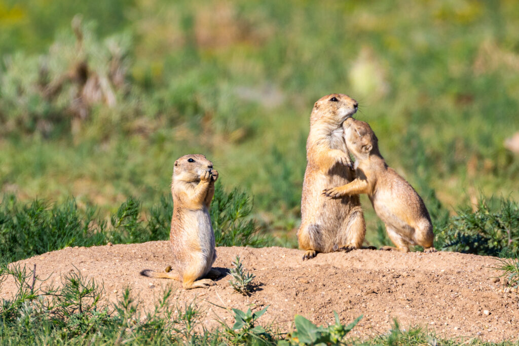 Black-tailed prairie dogs near an entrance to one of their “scurries.” Photo by Shane Morrison.