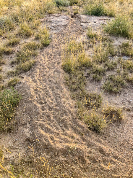 The tailings at the Long Tailings II den is heavily trafficked with lots of swift fox tracks. Photo by Shane Morrison.