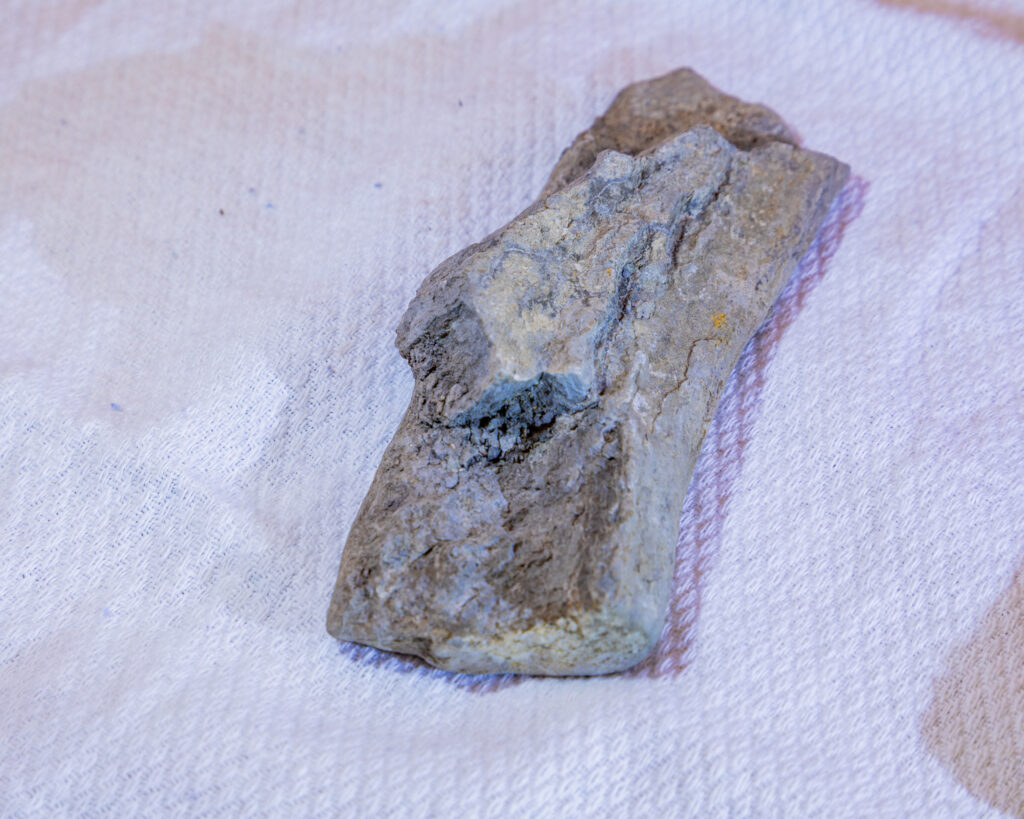 Petrified bone likely from the Spinous Process of a Bison’s Vertebrae comprising part of the the hump. Bone is embedded with a piece of shale. Photo by Shane Morrison.