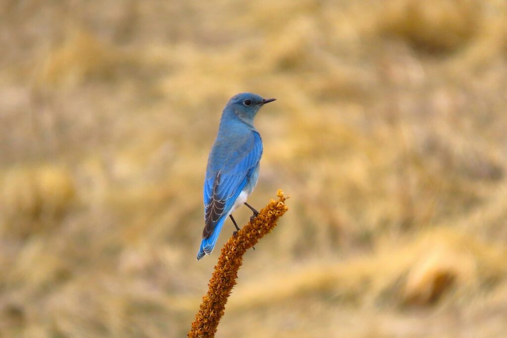 Mountain Bluebird – Photo by Ted Floyd