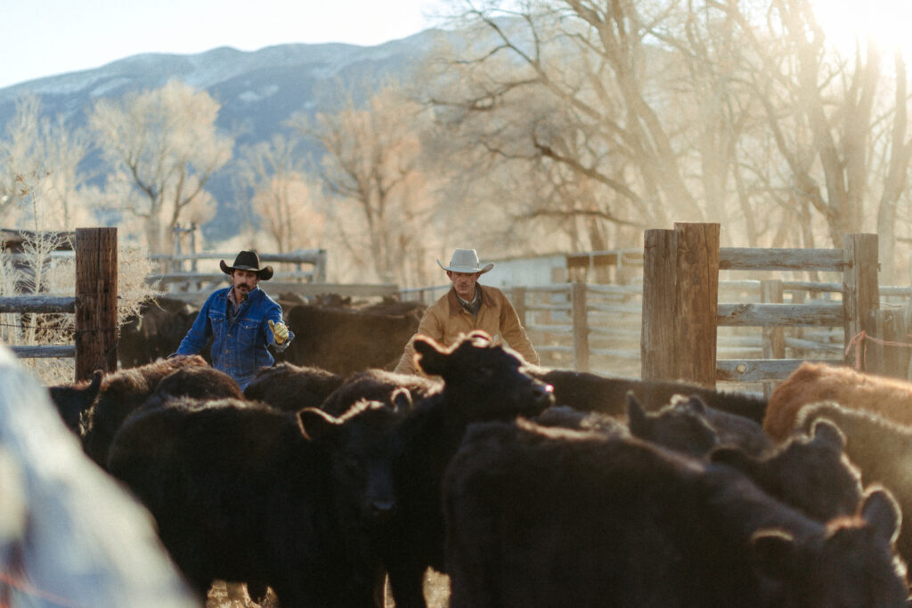 Ranch apprentices Mike and Louis working cattle at the Zapata Ranch. Photo by Katrina Flynn.