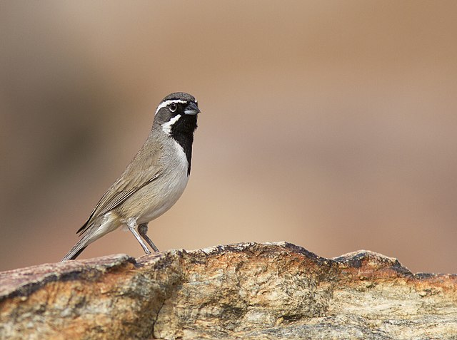 Black Throated Sparrow – Photo by Steve Berardi