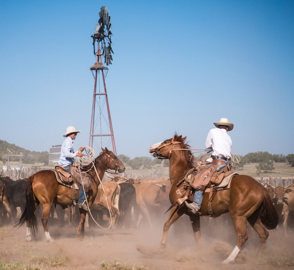 Moving cattle and branding at the MP Ranch. Photos by Claudia Landreville and Madeline Jorden.