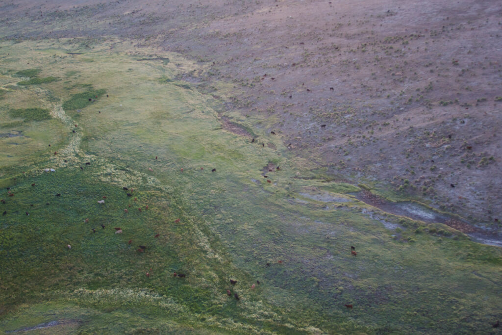 Shortgrass prairie meets a riparian spring area on Chico Basin Ranch. Photo by Anna Elledge.